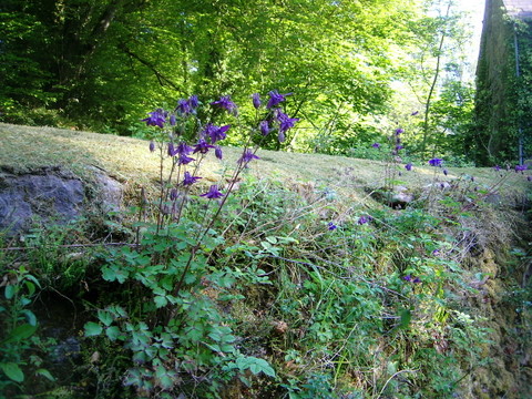 Columbine in mill pond wall.JPG